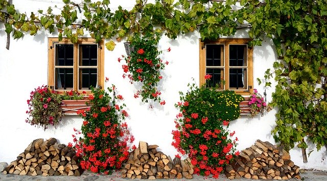fasáda starého domu s popínavou rostlinou